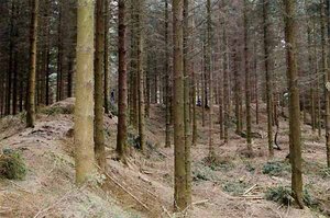 Linnepe - Güllener Ring